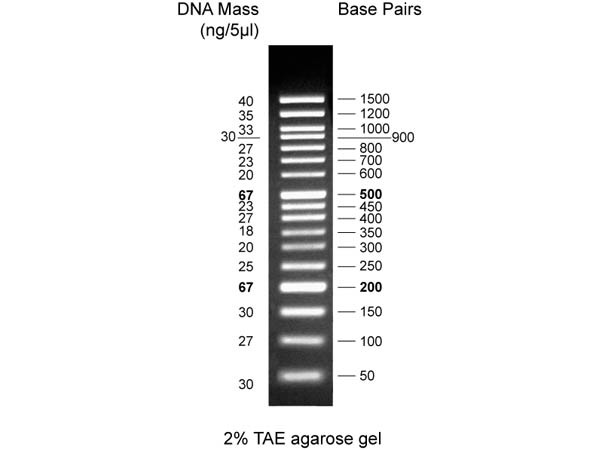 Diamond DNA Ladder 50-150bp