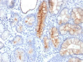 Anti-MUC4 (Mucin 4 / Gastric Mucin) Monoclonal Antibody (Clone: MUC4/3084)