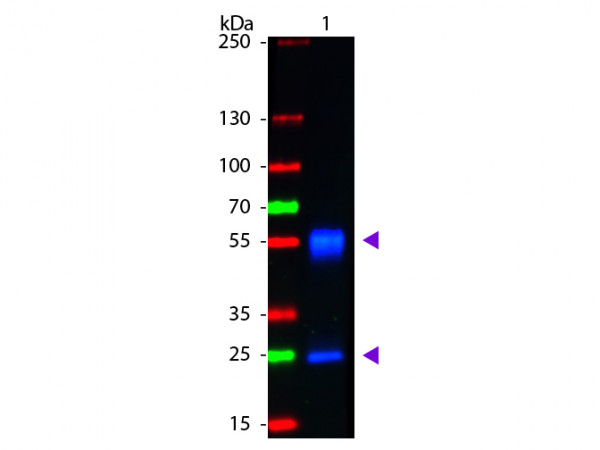 Anti-Mouse IgG (H&amp;L) [Goat] Fluorescein conjugated F(ab')2 fragment