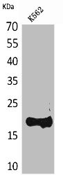 Anti-LCN1