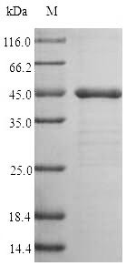 Trypsin-2 (PRSS2), human, recombinant