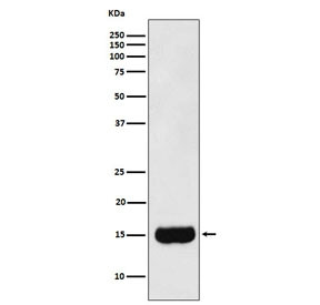 Anti-PSP / Prostate Secretory Protein, clone AFCD-13