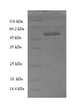 Transcription initiation factor IIB (GTF2B), human, recombinant