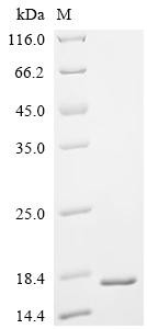 Ribonuclease 4 (RNASE4), recombinant human