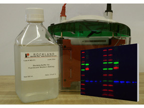 Blocking Buffer for Near Infra Red Fluorescent Western blotting