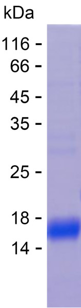 Recombinant Human CELA3B Protein