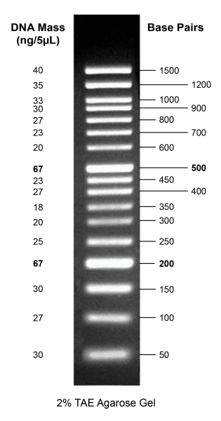 Gelite(TM) 50 bp DNA Ladder