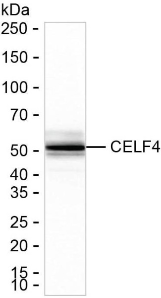 Anti-CELF4