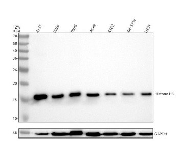 Anti-Histone H3 (acetyl K9) / HIST1H3A, clone 32H23