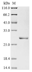 Interleukin-11 (Il11), rat, recombinant