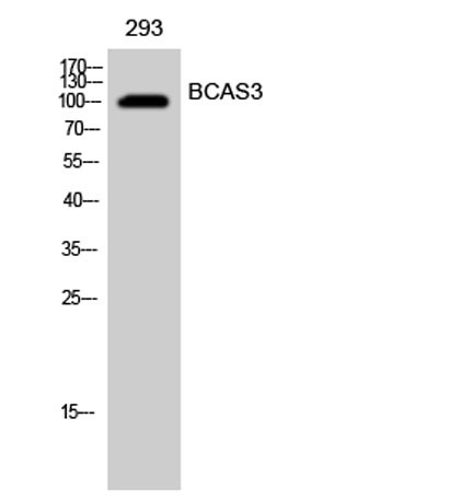 Anti-BCAS3