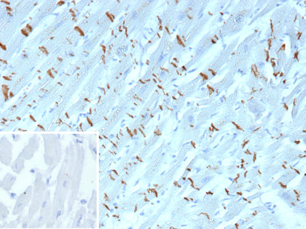Anti-N-Cadherin / Cadherin-2 / CD325 (NCAD), clone CDH2/9489