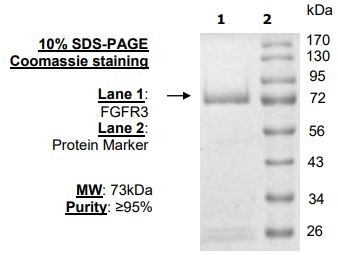 FGFR3, GST-tag
