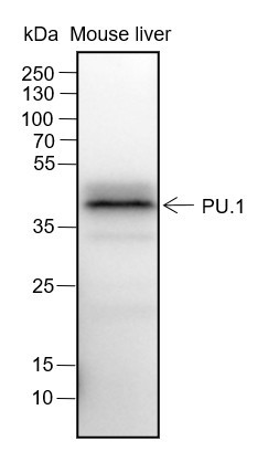 Anti-Recombinant PU.1, clone A347