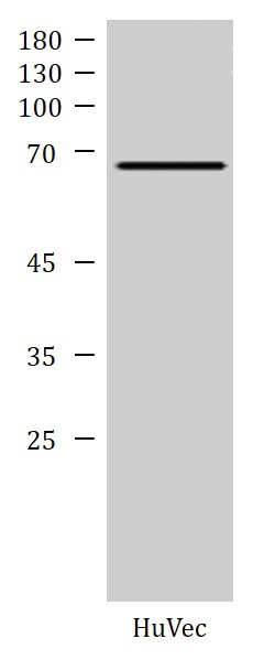 Anti-CAMKK2 / CaMKK beta