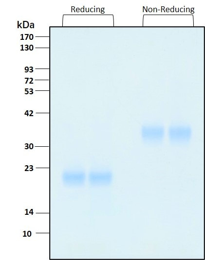 IL-17F HumanKine(R) recombinant human protein