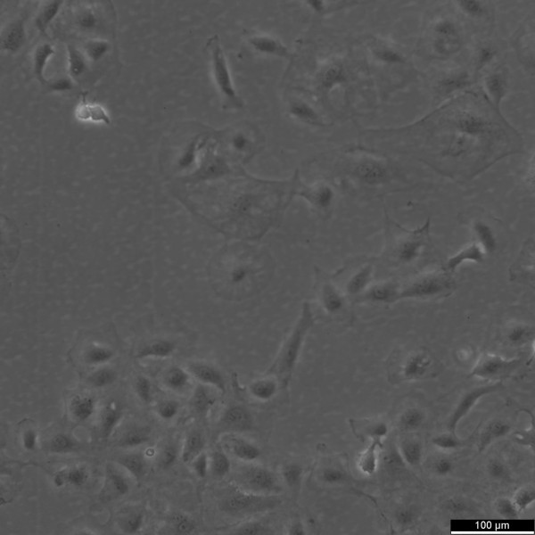 IEC-18 Cells