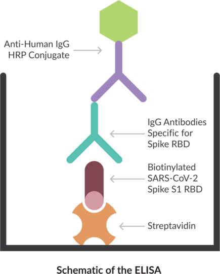 Anti-SARS-CoV-2 Spike Glycoprotein RBD IgG ELISA Kit