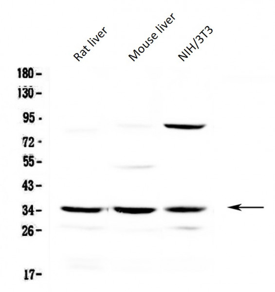Anti-alpha 1 microglobulin