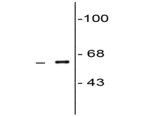 Anti-COBRA 1 (NELF-B), clone F7E4