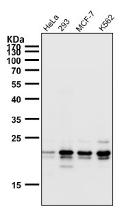 Anti-HN1 / JPT1 / Hematological and neurological expressed 1, clone 31J27