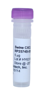 Recombinant Protein (SDF-1), cxcl12 swine (scxCXCL12)
