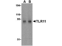 Anti-TLR11 (Toll Like Receptor-11)