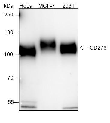 Anti-Recombinant B7-H3/CD276, clone A137