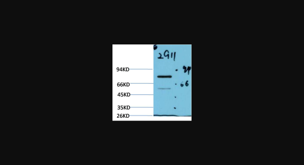 Anti-Luciferase (2G11), monoclonal