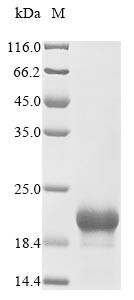 CMRF35-like molecule 7 (CD300LB), partial, recombinant human