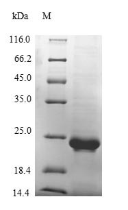 von Willebrand factor (Vwf), partial, mouse, recombinant