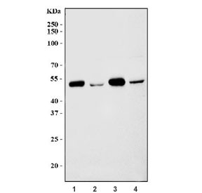 Anti-HDAC8