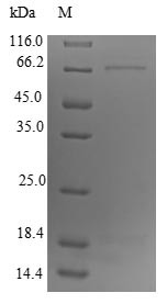 L-dopachrome tautomerase (Dct), partial, mouse, recombinant