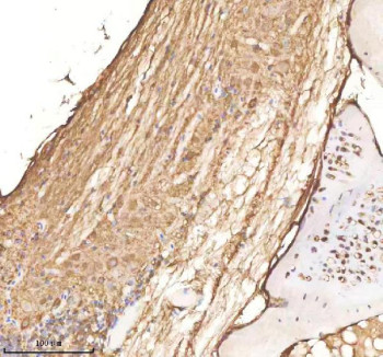 Anti-Zebrafish Cdc48 / Valosin-containing protein / Vcp