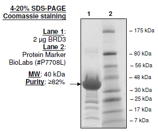 BRD3 (306-417), GST-tag, human recombinant protein