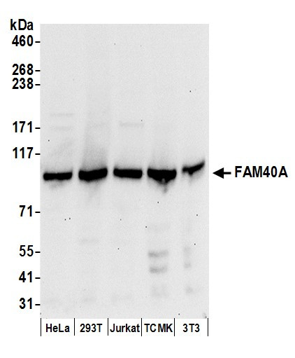 Anti-FAM40A