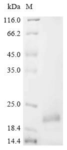 Alpha-defensin 3 (Defa3), recombinant mouse