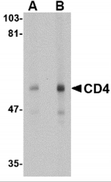 Anti-CD4, clone 9H5A8