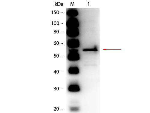 Anti-ALDEHYDE DEHYDROGENASE (Yeast), Peroxidase Conjugated