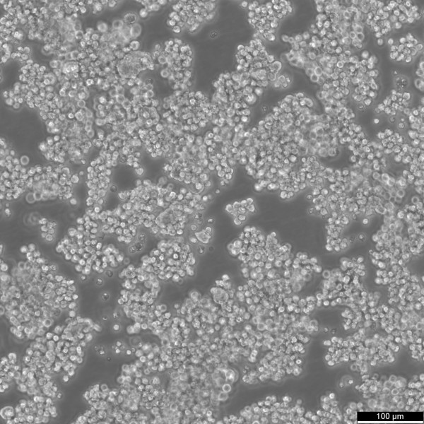 AtT-20 Cells