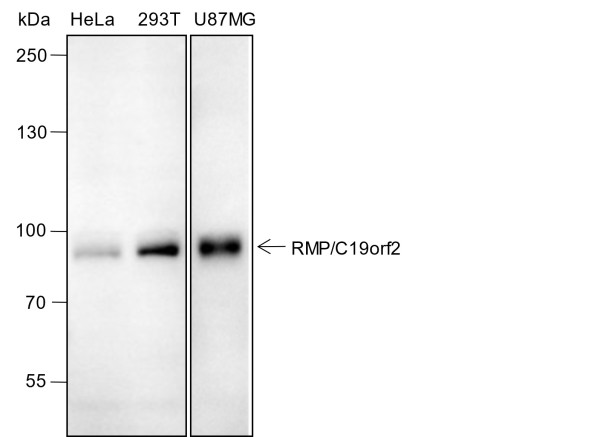 Anti-Recombinant RMP/C19orf2, clone A386