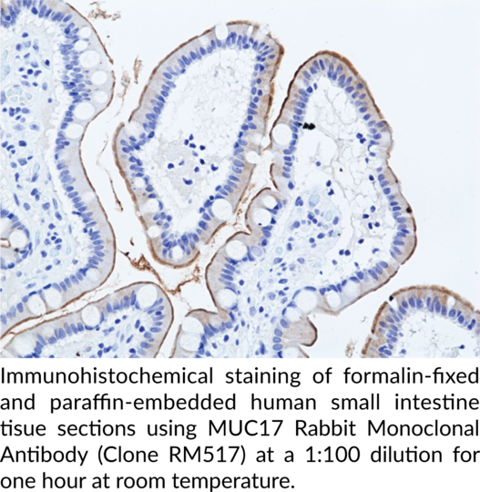 Anti-MUC17 Rabbit (Clone RM517)