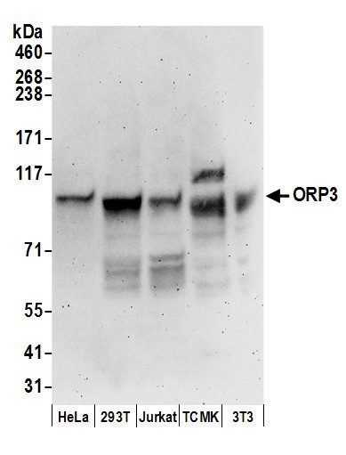 Anti-ORP3