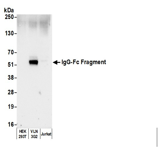 Anti-Human IgG-Fc Fragment
