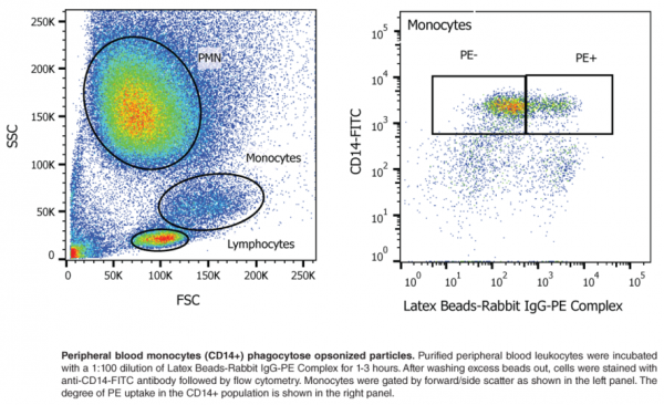 Phagocytosis Assay Kit (IgG PE)