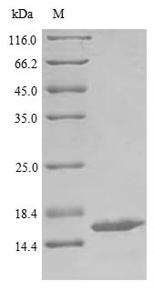 Adrenodoxin, mitochondrial (FDX1), bovine, recombinant