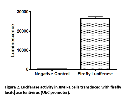 Firefly Luciferase Lentivirus (UbC Promoter)
