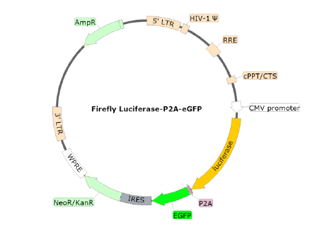 Firefly Luciferase-eGFP Lentivirus (Puromycin)-79980-P