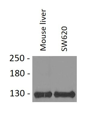 Anti-AP3B1 / HPS2