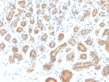 Anti-BAP1 / BRCA1-Associated Protein 1, clone BAP1/2431